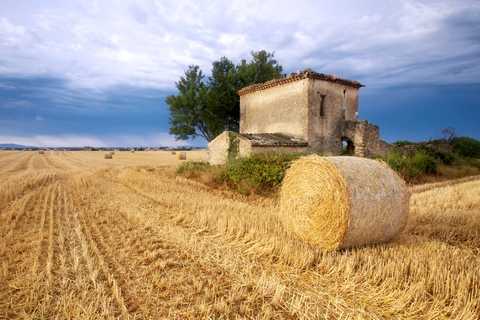 Champs de blé en Provence